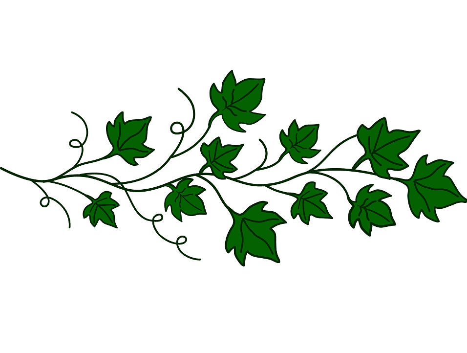 Vine Clipart For Free