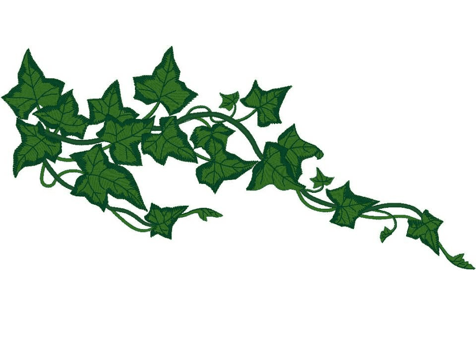 Vine Clipart Png For Free