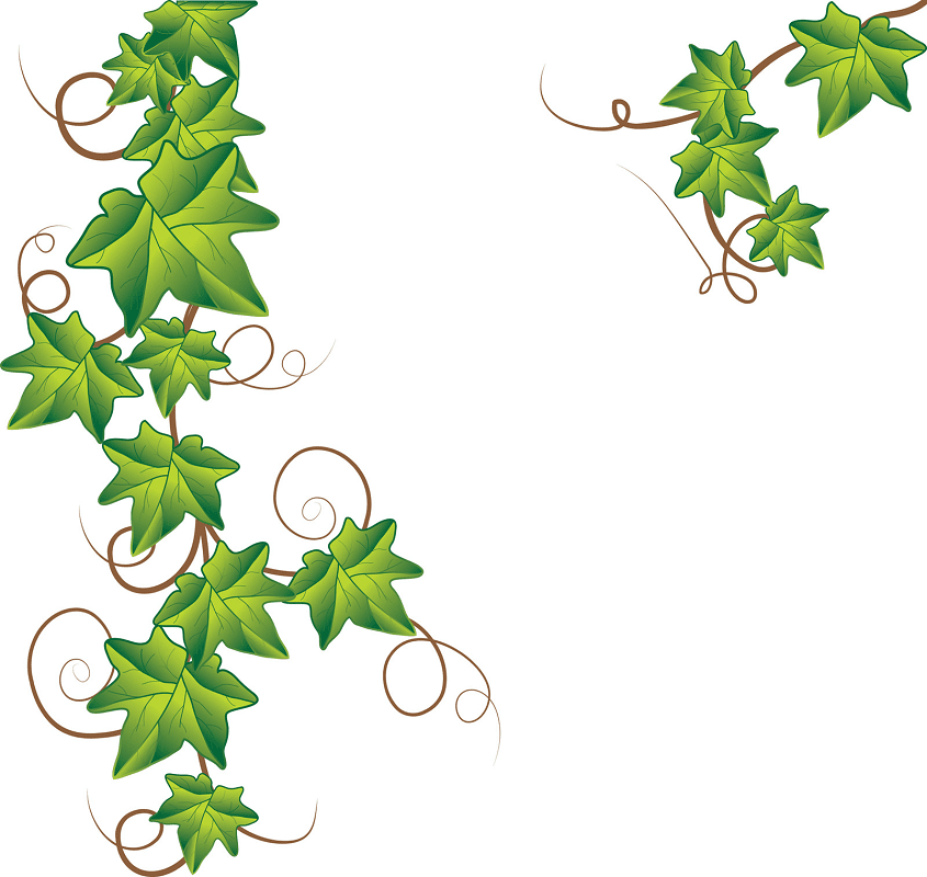 Vine Clipart Png Free