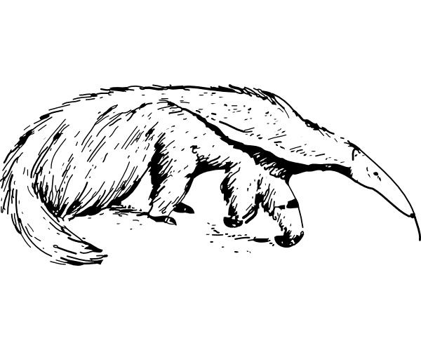 Anteater Clipart Black and White