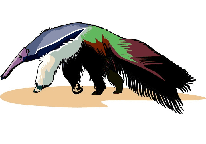 Anteater Clipart Download