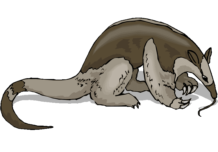 Anteater Clipart For Free
