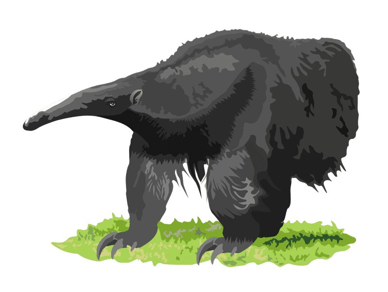 Anteater Clipart Pictures