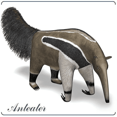 Anteater Clipart Png For Free