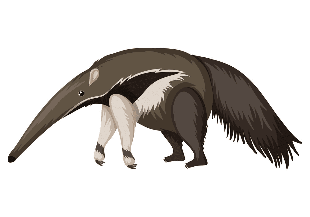 Anteater Clipart Png Picture