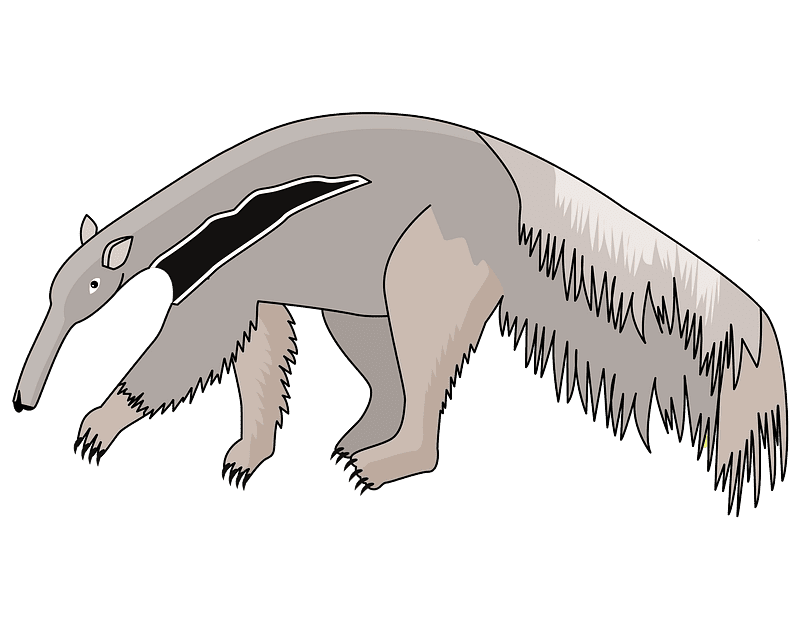 Anteater Clipart Transparent Background