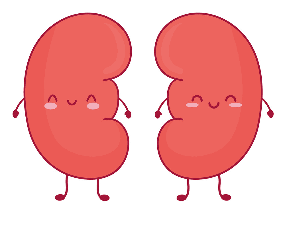 Cute Kidneys Clipart