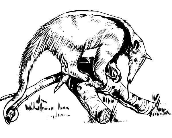 Download Anteater Black and White Clipart