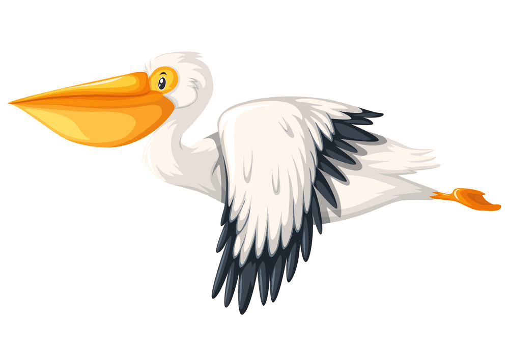 Download For Free Pelican Clipart