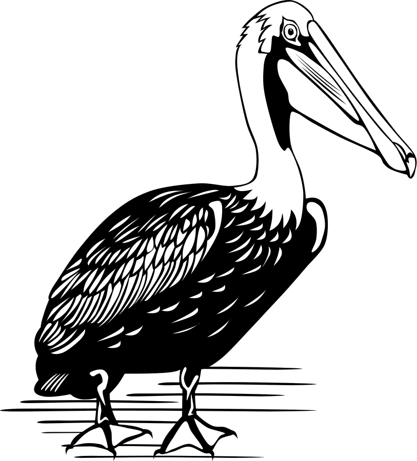 Download Pelican Clipart Black and White