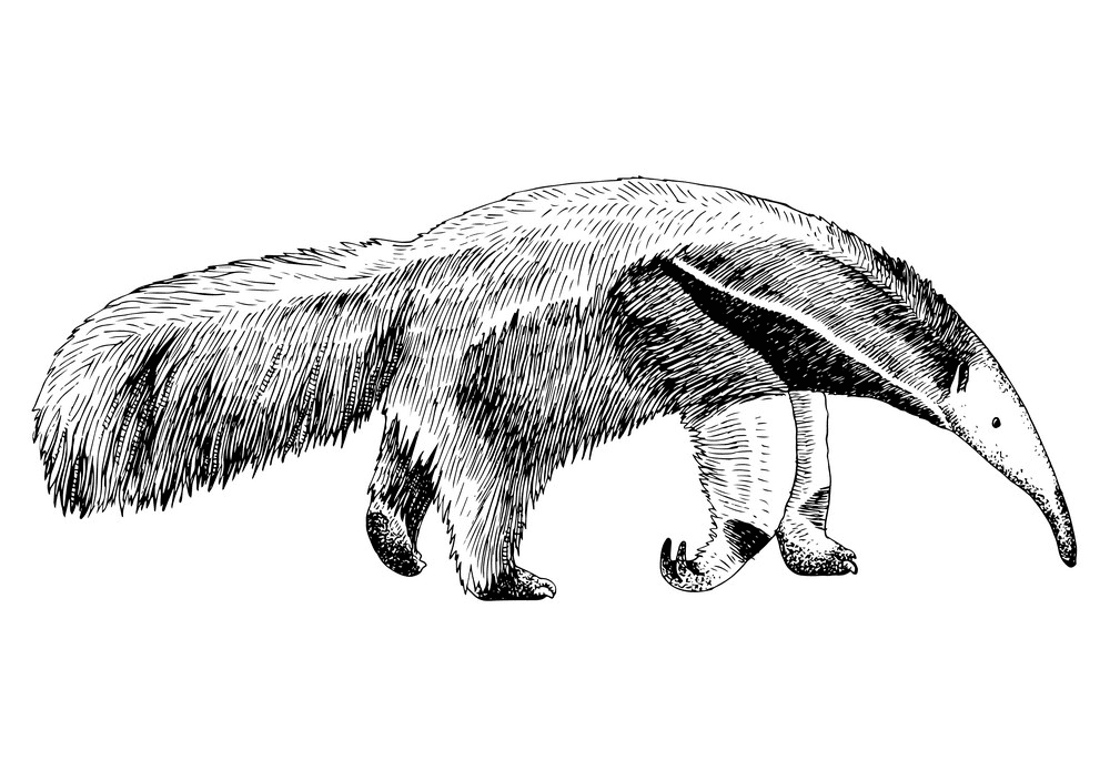 Free Anteater Clipart Black and White