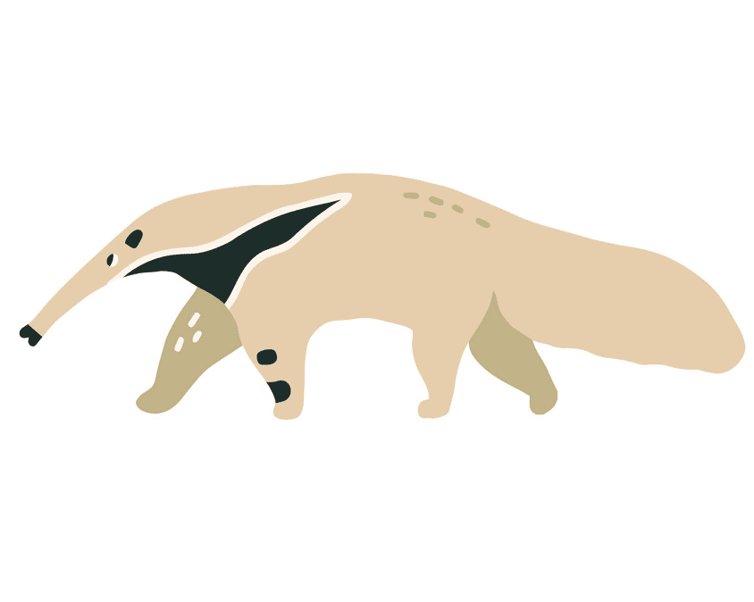 Free Anteater Clipart Images
