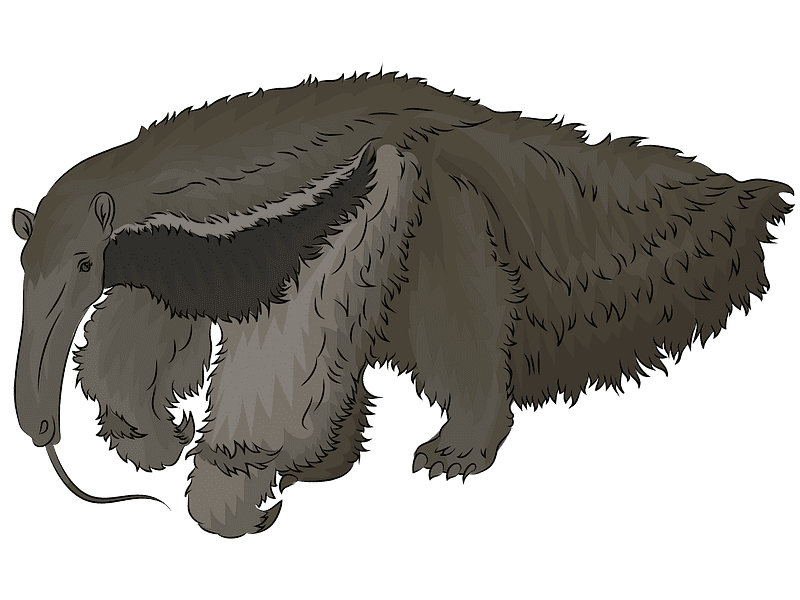 Free Anteater Clipart Transparent Background