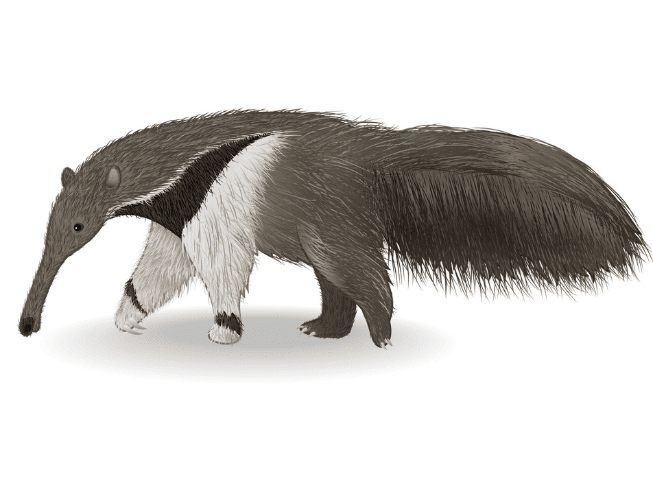 Free Anteater Clipart