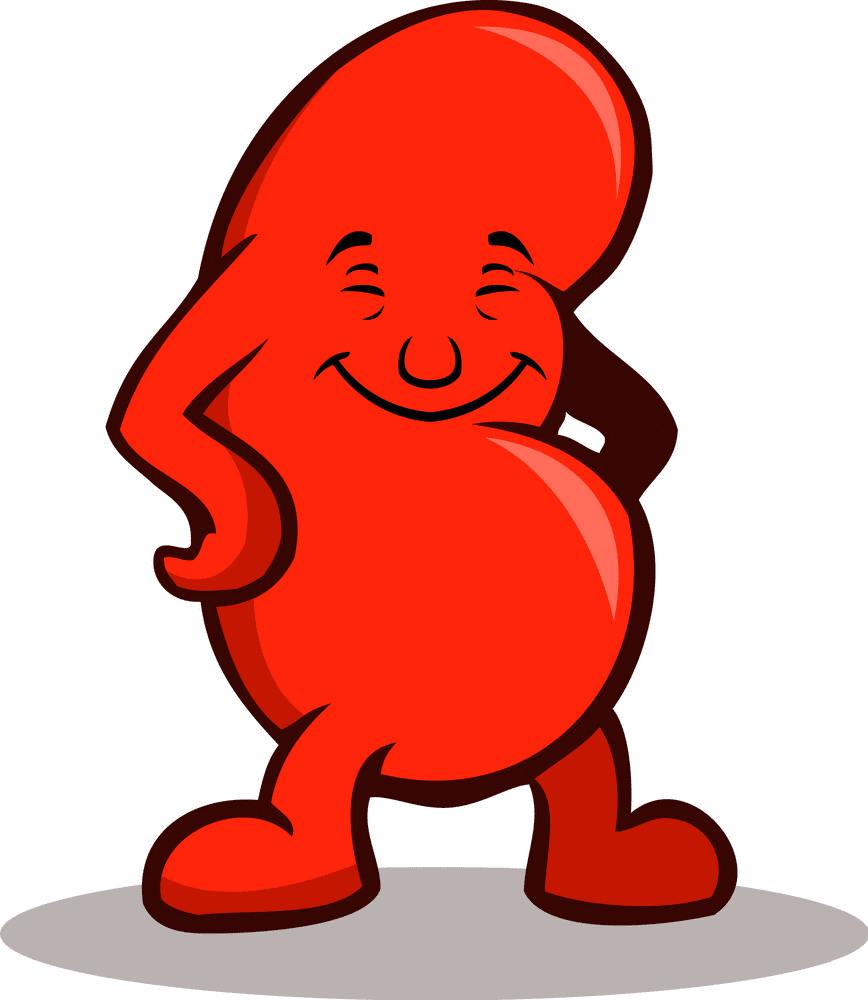 Free Kidney Clipart Image