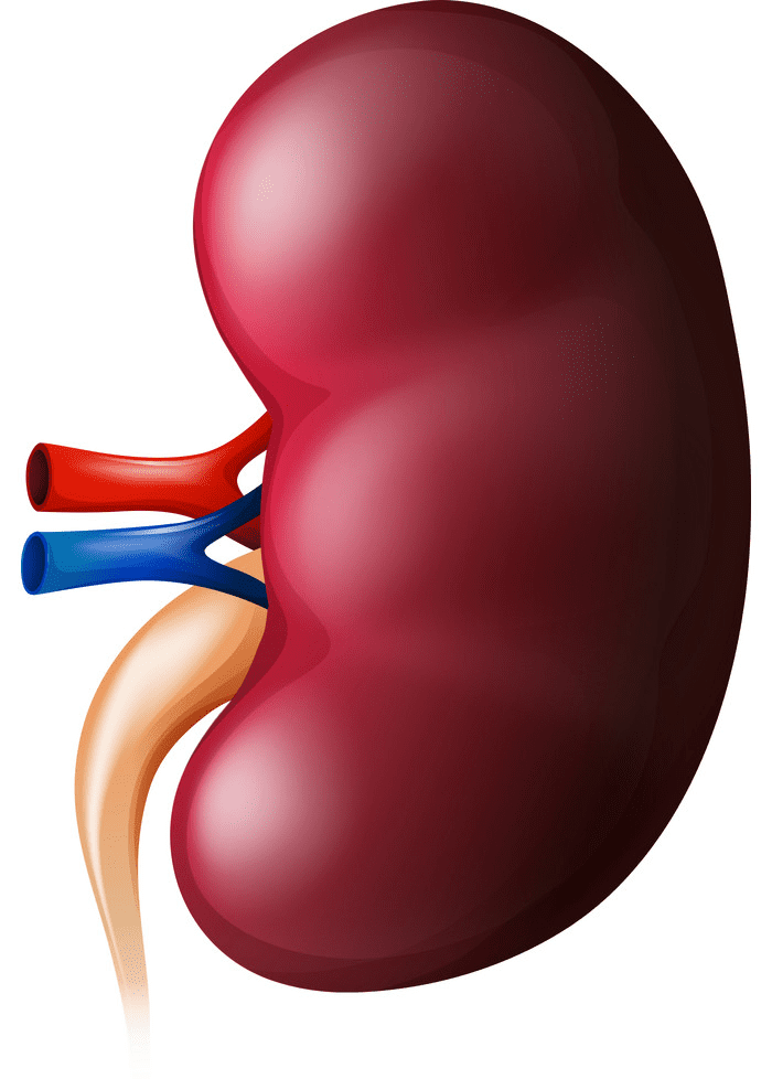 Free Kidney Clipart