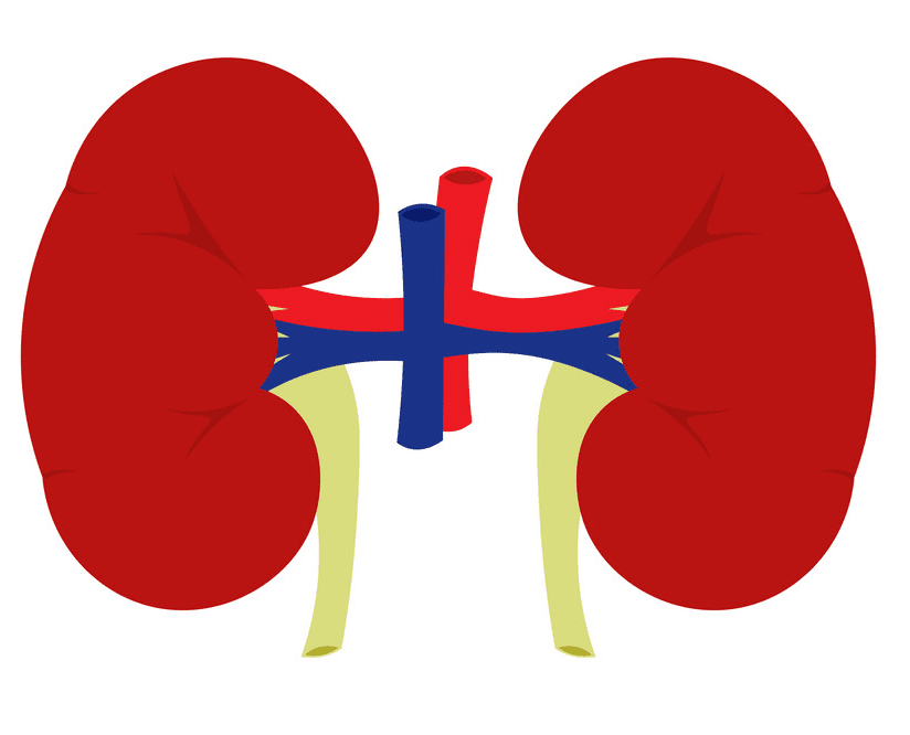 Free Kidneys Clipart Image