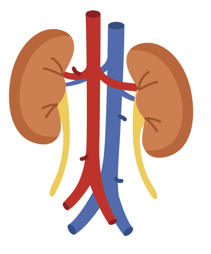 Free Kidneys Clipart Png