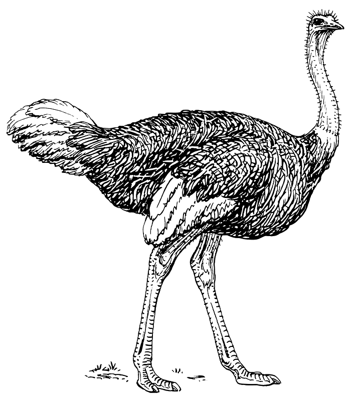 Free Ostrich Clipart Black and White