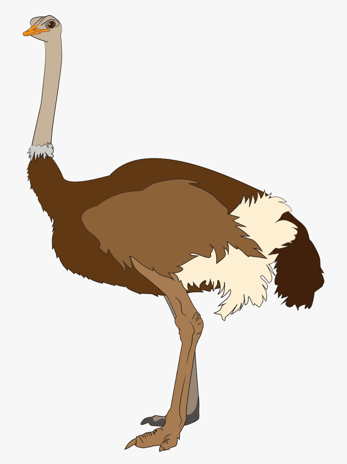 Free Ostrich Clipart Images