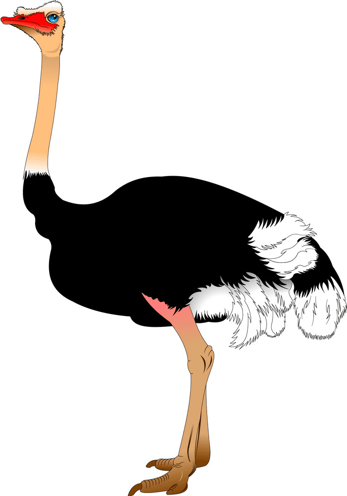 Free Ostrich Clipart Picture