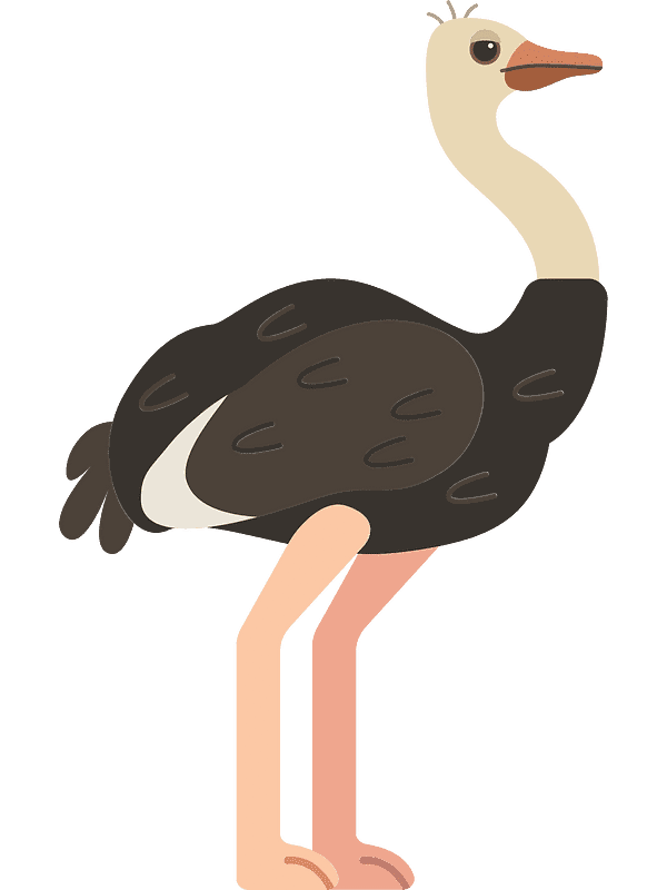 Free Ostrich Clipart Transparent Background