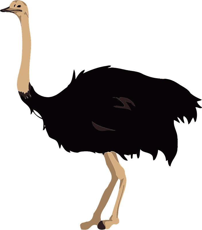 Free Ostrich Transparent Clipart