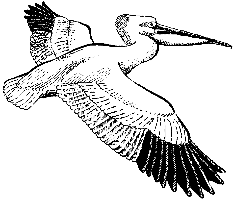 Free Pelican Clipart Black and White