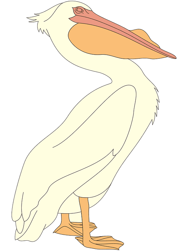 Free Pelican Clipart Transparent
