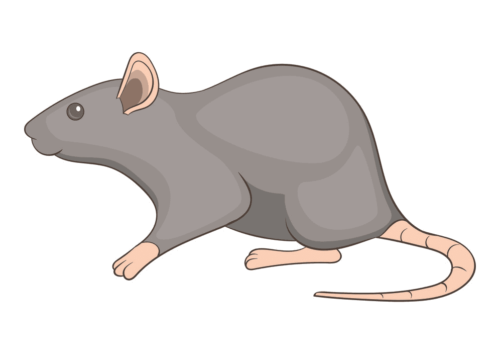 Free Rat Clipart Image