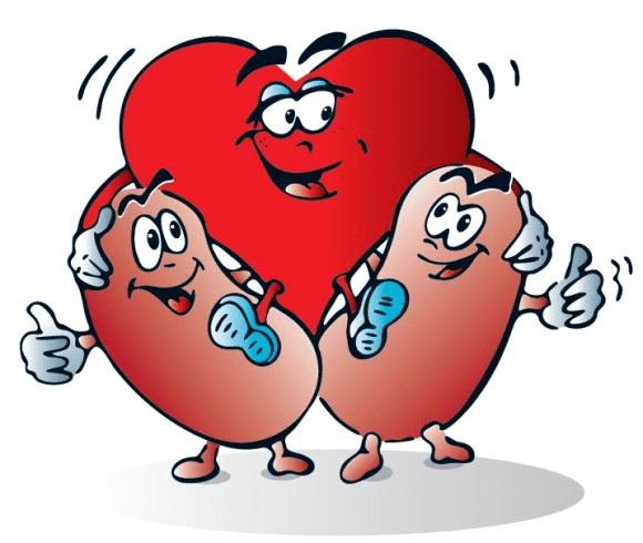 Heart and Kidney Clipart