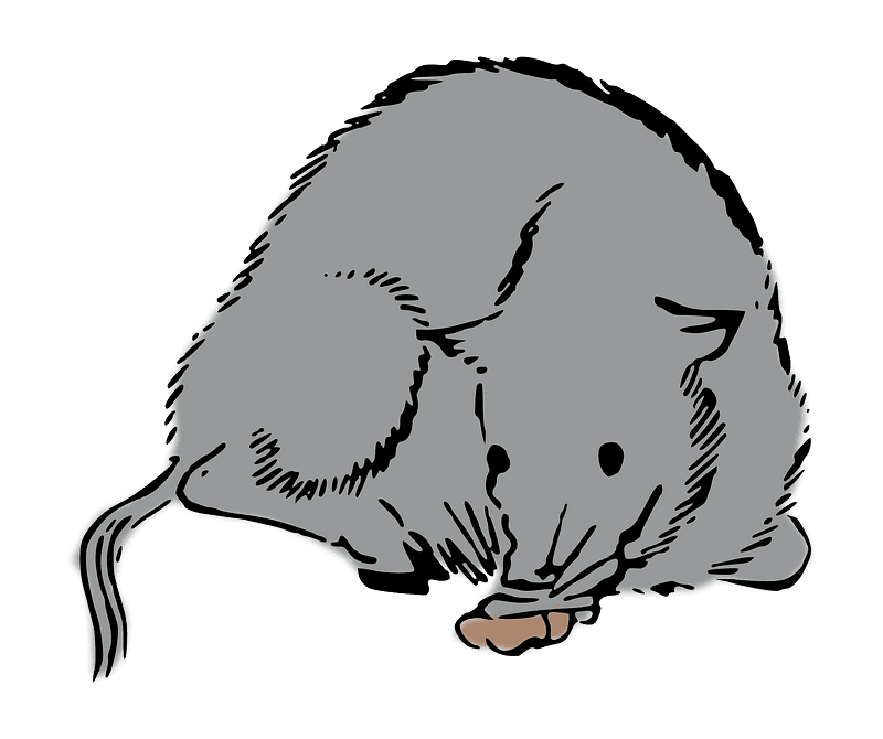 Japanese Rat Clipart Transparent