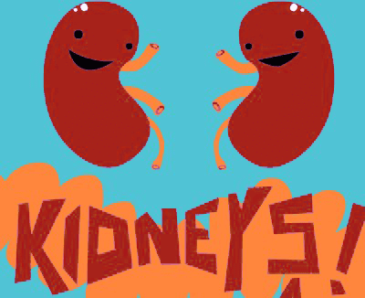 Kidney Clipart Download
