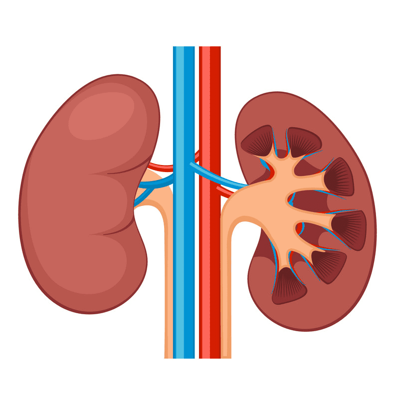 Kidney Clipart Free Download