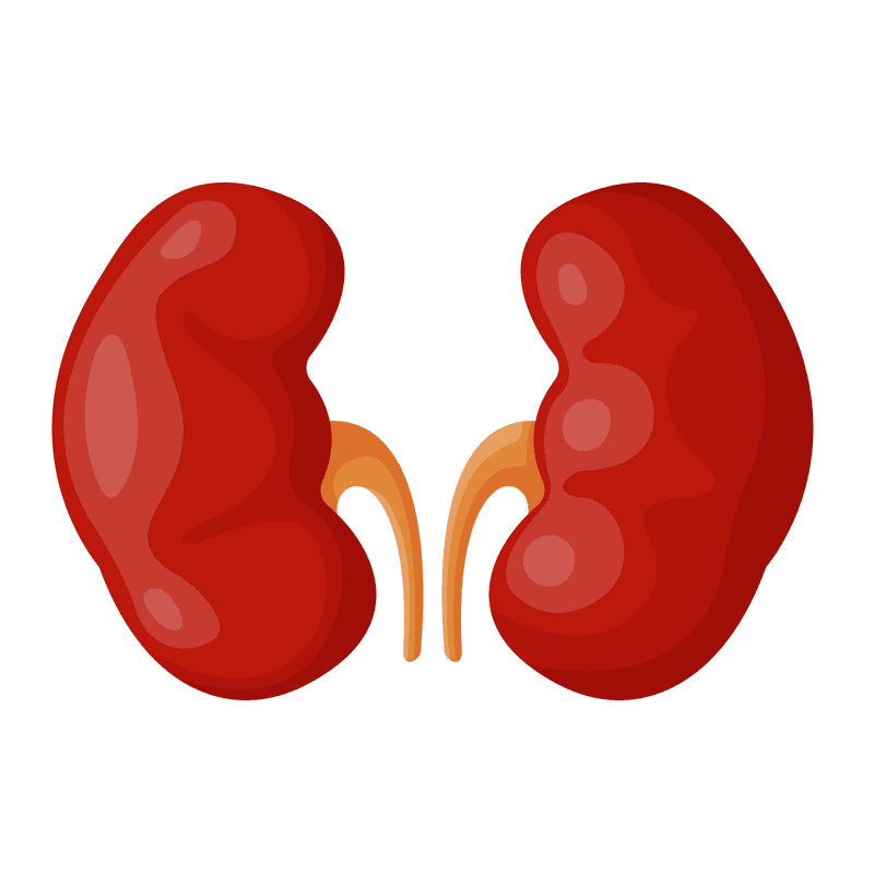 Kidney Clipart Free Image