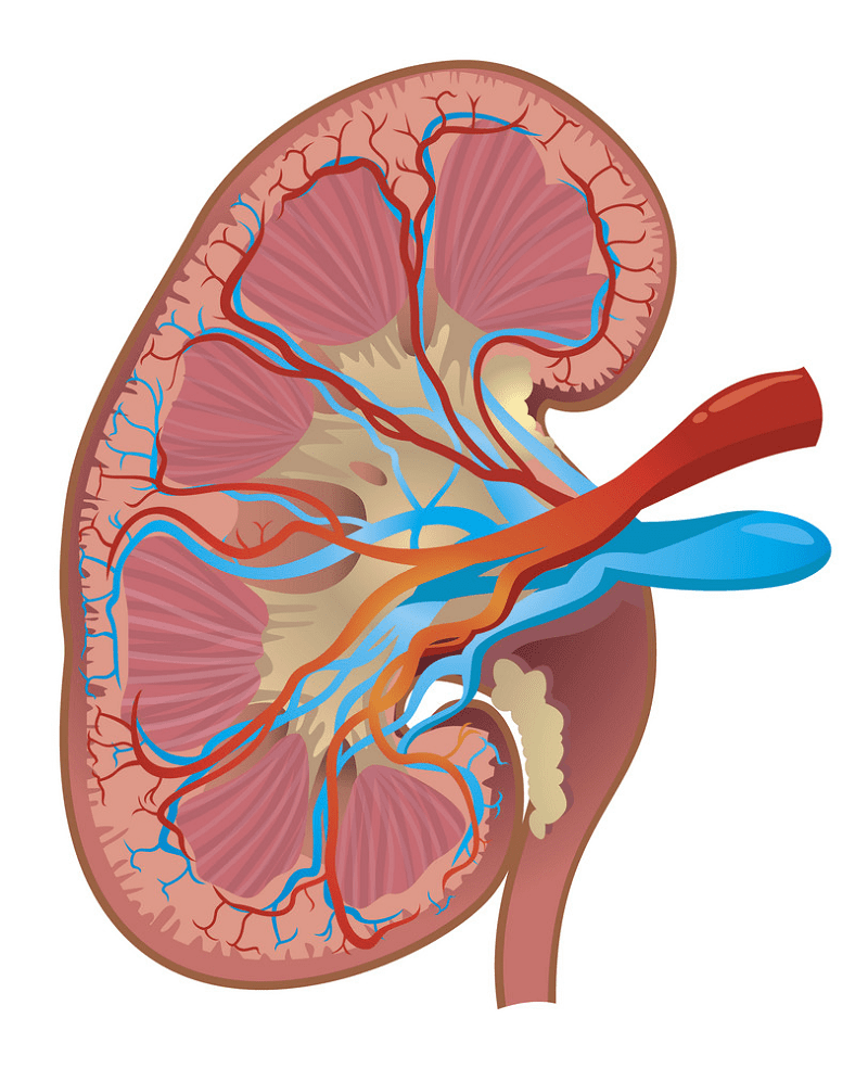 Kidney Clipart Free Images