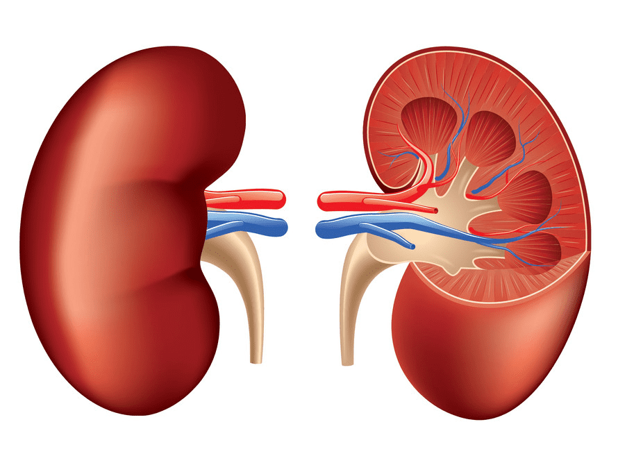 Kidney Clipart Free Picture