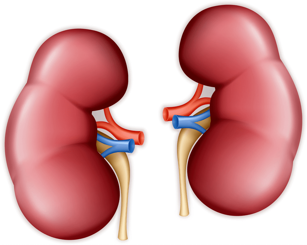 Kidney Clipart Free Pictures