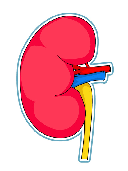 Kidney Clipart Image