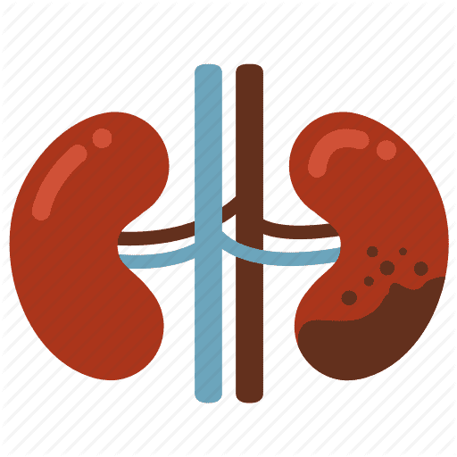 Kidney Clipart Images