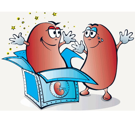 Kidney Clipart Picture