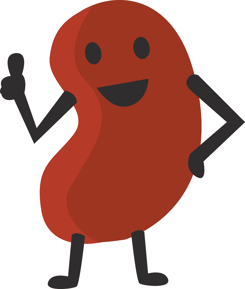 Kidney Clipart Png Download