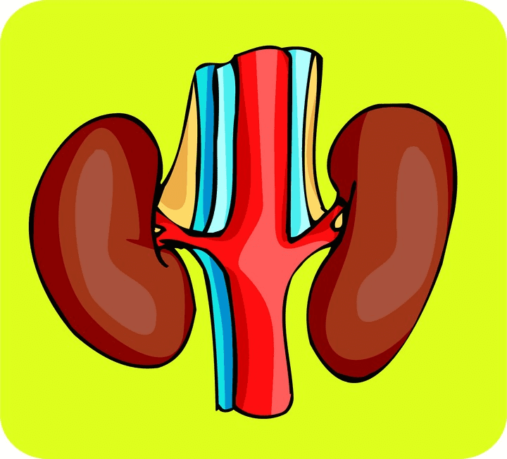 Kidney Clipart Png For Free