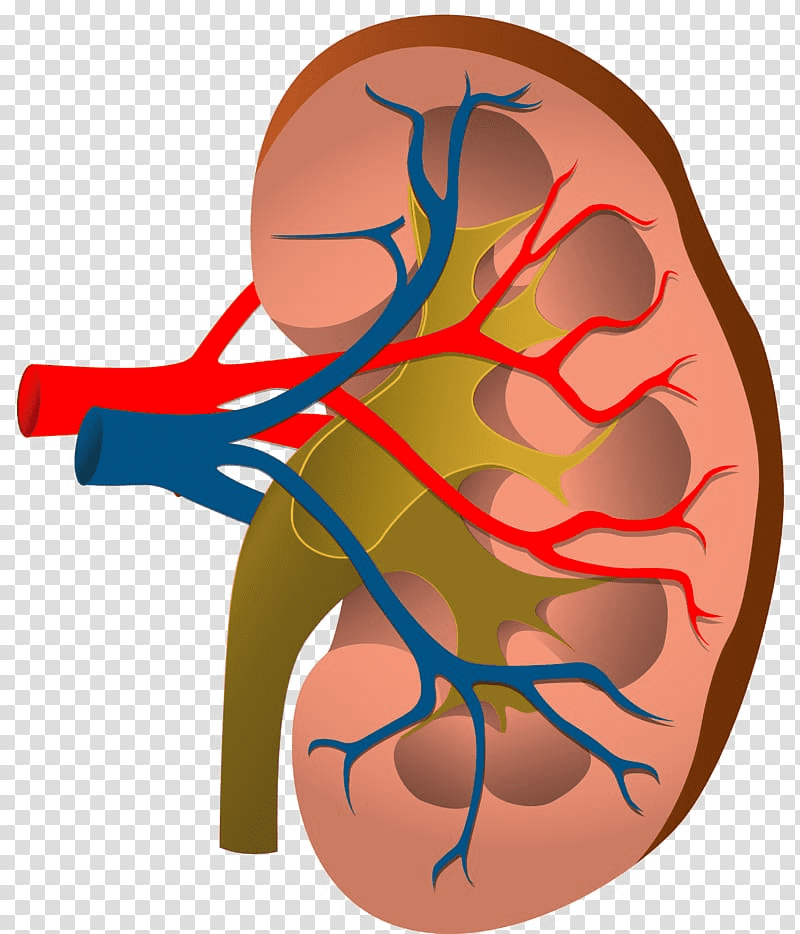 Kidney Clipart Png Free