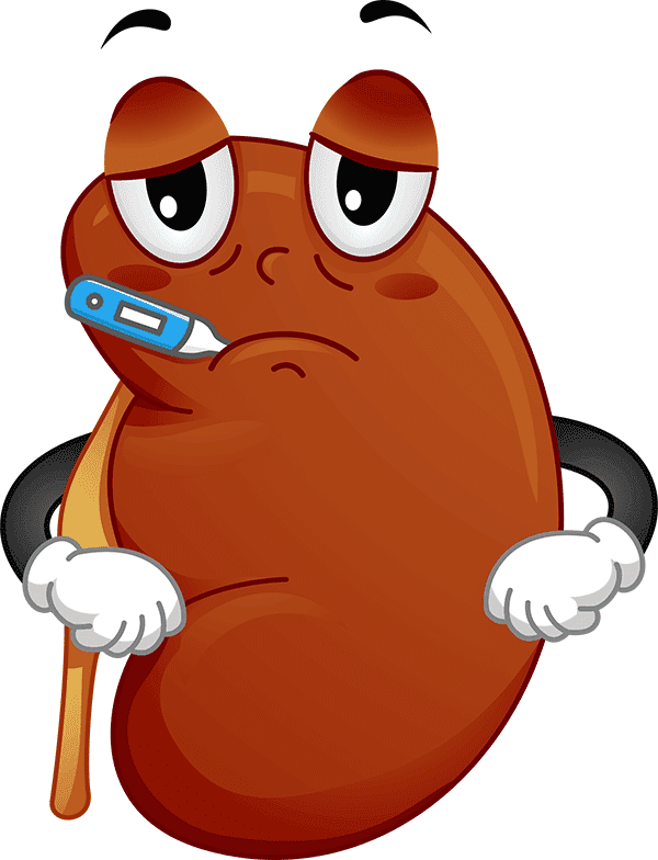 Kidney Clipart Png Image