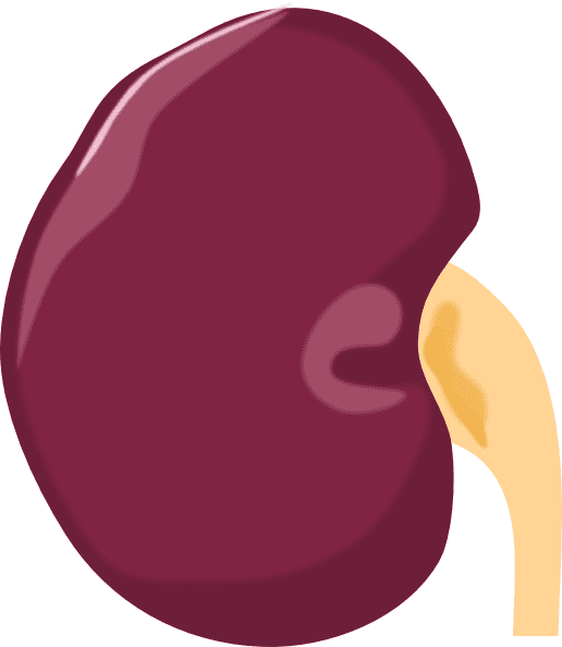 Kidney Clipart Png Images