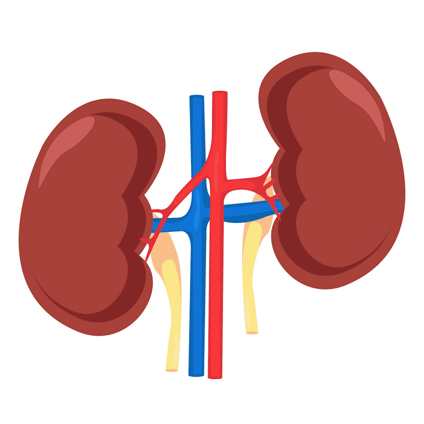 Kidney Clipart Png Pictures