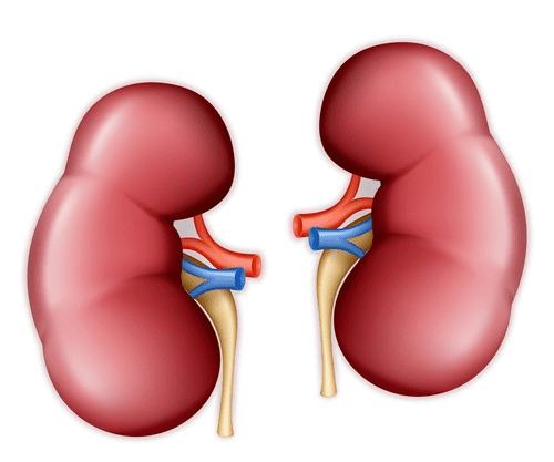 Kidney Clipart Png