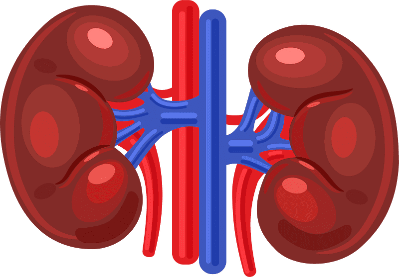 Kidney Clipart Transparent Background