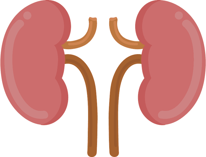 Kidney Clipart Transparent For Free